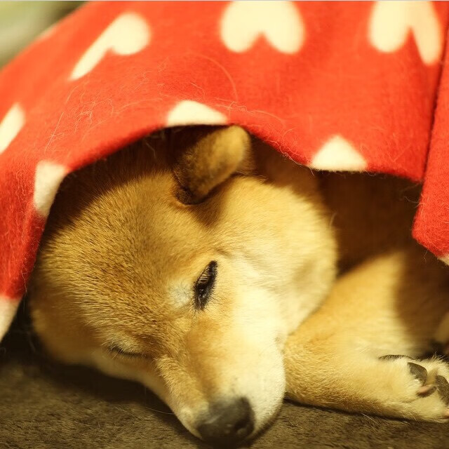 钢材现货今日行情(钢材现货今日行情最新消息)